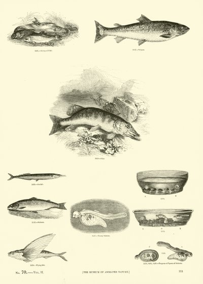 Side fra The Pictorial Museum of Animated Nature af English School