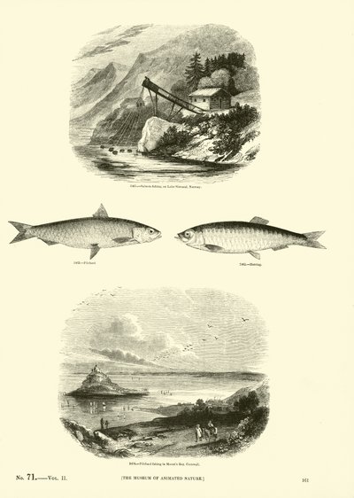Side fra The Pictorial Museum of Animated Nature af English School