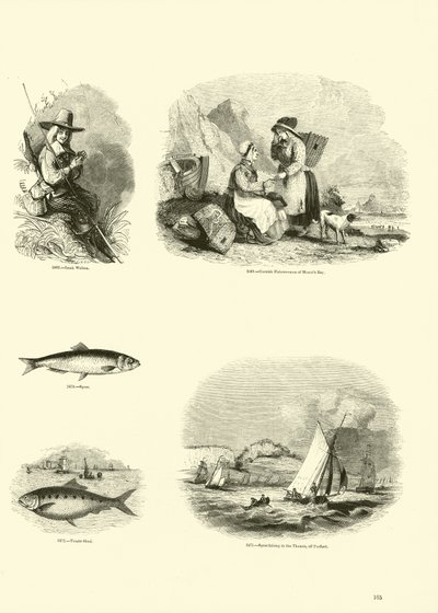 Side fra The Pictorial Museum of Animated Nature af English School