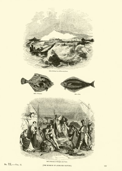 Side fra The Pictorial Museum of Animated Nature af English School