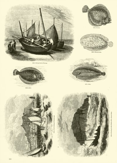 Side fra The Pictorial Museum of Animated Nature af English School