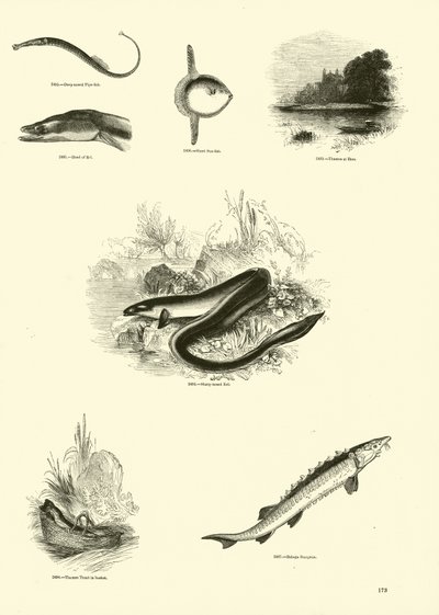 Side fra The Pictorial Museum of Animated Nature af English School