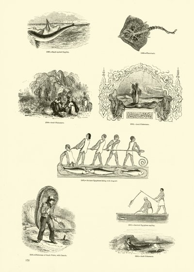 Side fra The Pictorial Museum of Animated Nature af English School