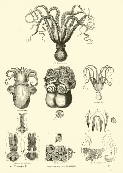 Side fra The Pictorial Museum of Animated Nature af English School