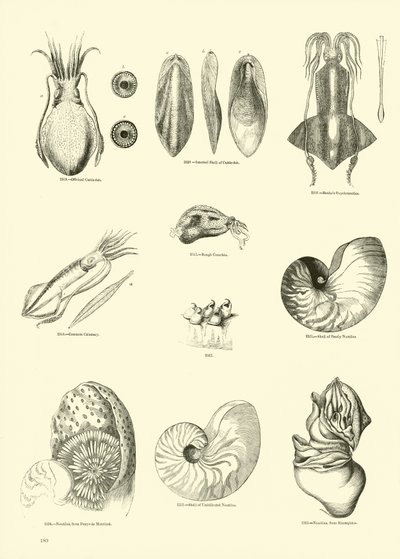 Side fra The Pictorial Museum of Animated Nature af English School