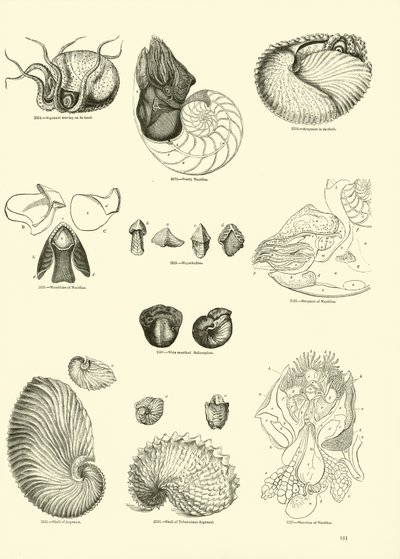 Side fra The Pictorial Museum of Animated Nature af English School