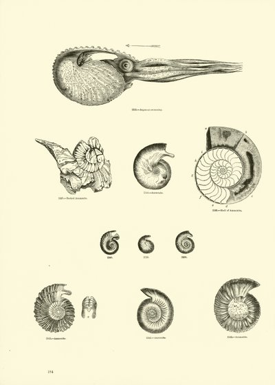 Side fra The Pictorial Museum of Animated Nature af English School
