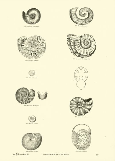 Side fra The Pictorial Museum of Animated Nature af English School