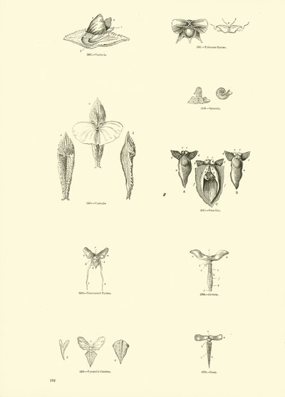 Side fra The Pictorial Museum of Animated Nature af English School