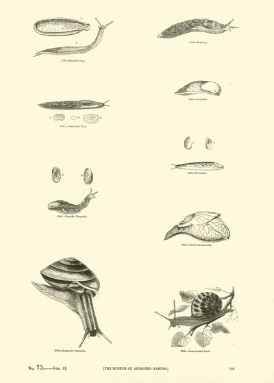 Side fra The Pictorial Museum of Animated Nature af English School