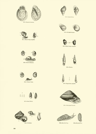 Side fra The Pictorial Museum of Animated Nature af English School