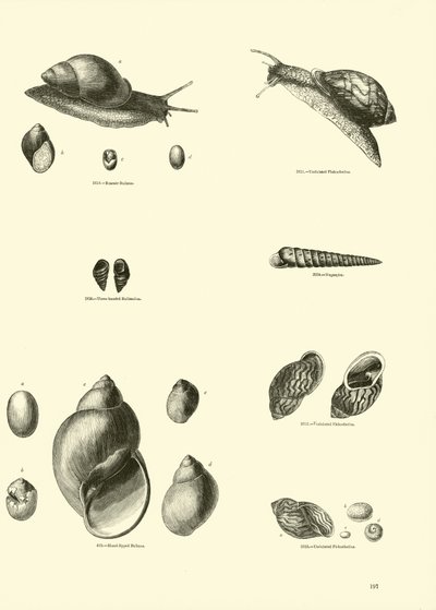 Side fra The Pictorial Museum of Animated Nature af English School