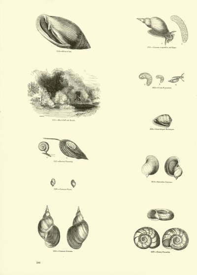 Side fra The Pictorial Museum of Animated Nature af English School