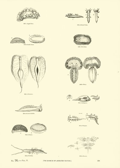 Side fra The Pictorial Museum of Animated Nature af English School