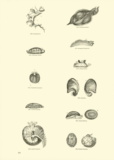 Side fra The Pictorial Museum of Animated Nature af English School