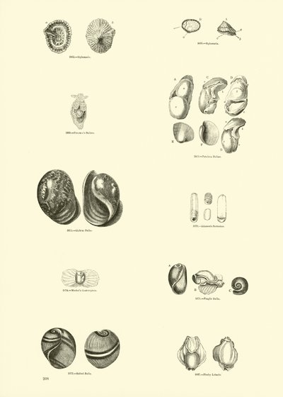 Side fra The Pictorial Museum of Animated Nature af English School