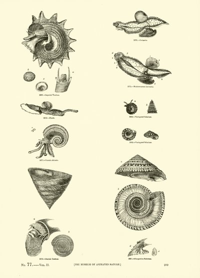 Side fra The Pictorial Museum of Animated Nature af English School