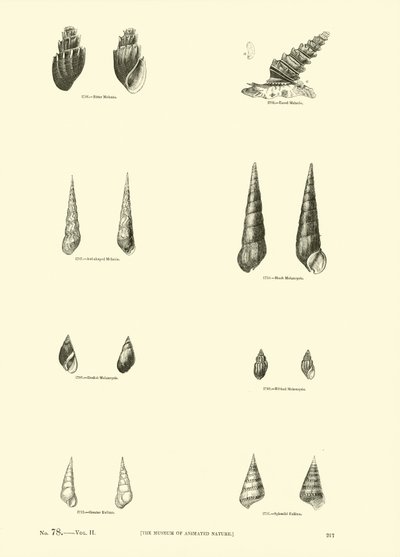 Side fra The Pictorial Museum of Animated Nature af English School