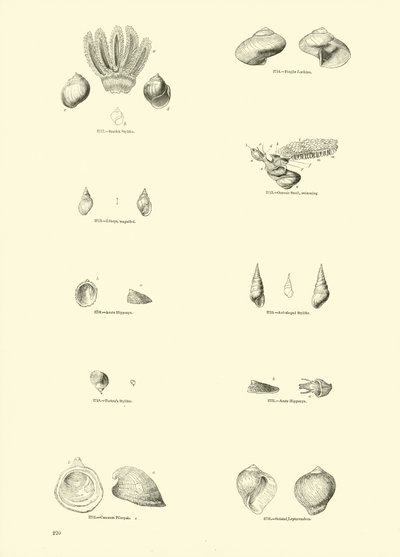 Side fra The Pictorial Museum of Animated Nature af English School
