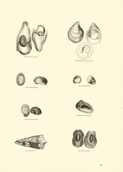 Side fra The Pictorial Museum of Animated Nature af English School