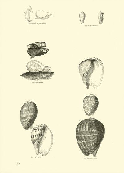 Side fra The Pictorial Museum of Animated Nature af English School