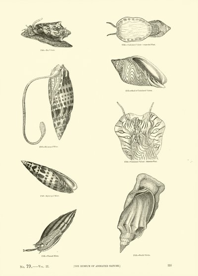 Side fra The Pictorial Museum of Animated Nature af English School