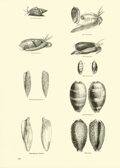 Side fra The Pictorial Museum of Animated Nature af English School