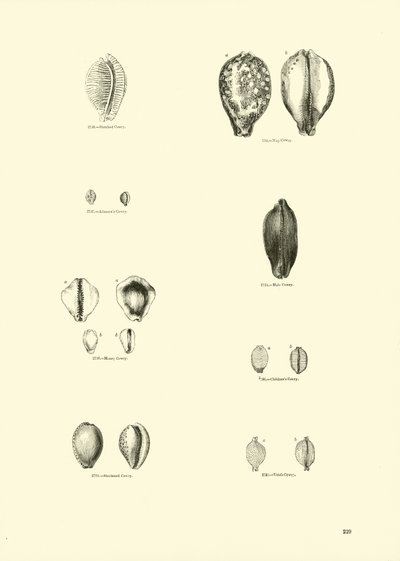 Side fra The Pictorial Museum of Animated Nature af English School