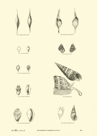 Side fra The Pictorial Museum of Animated Nature af English School