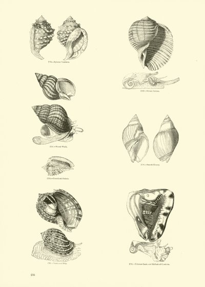 Side fra The Pictorial Museum of Animated Nature af English School