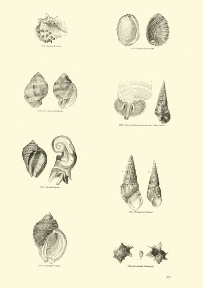 Side fra The Pictorial Museum of Animated Nature af English School