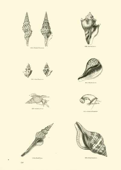 Side fra The Pictorial Museum of Animated Nature af English School