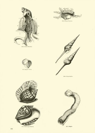 Side fra The Pictorial Museum of Animated Nature af English School