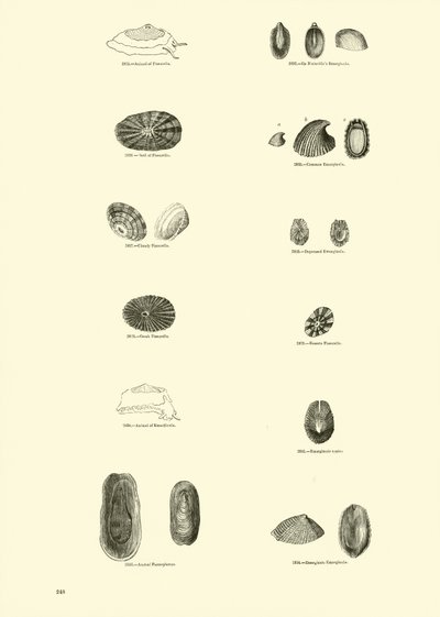 Side fra The Pictorial Museum of Animated Nature af English School