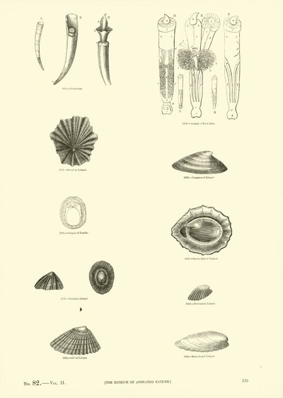 Side fra The Pictorial Museum of Animated Nature af English School