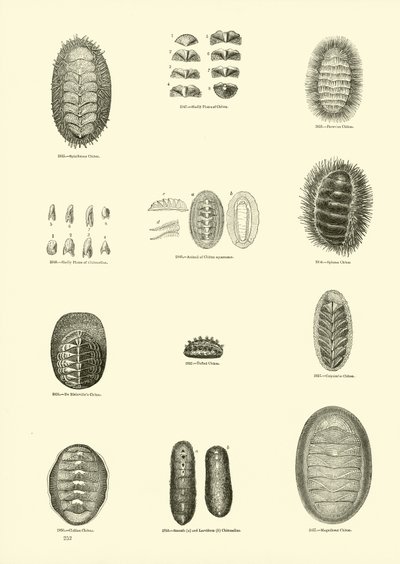 Side fra The Pictorial Museum of Animated Nature af English School