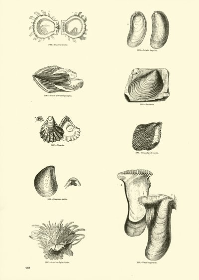Side fra The Pictorial Museum of Animated Nature af English School