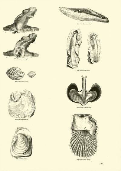 Side fra The Pictorial Museum of Animated Nature af English School