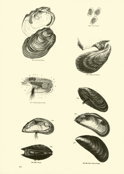 Side fra The Pictorial Museum of Animated Nature af English School