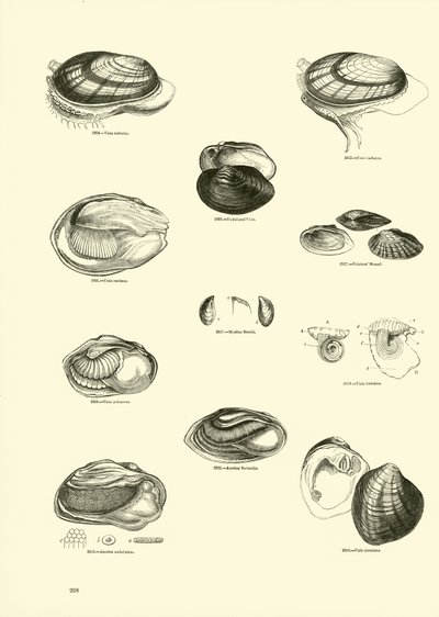 Side fra The Pictorial Museum of Animated Nature af English School