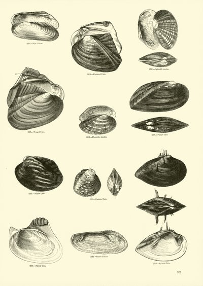 Side fra The Pictorial Museum of Animated Nature af English School