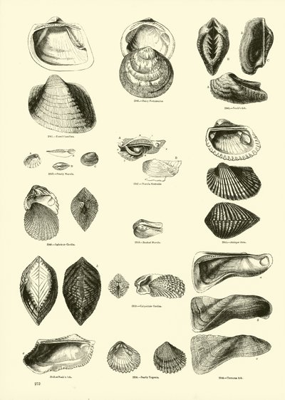 Side fra The Pictorial Museum of Animated Nature af English School