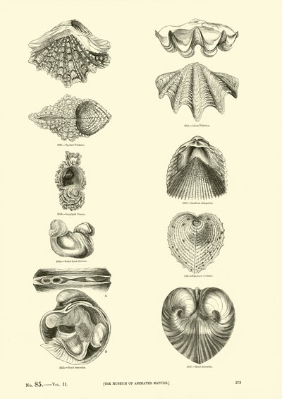 Side fra The Pictorial Museum of Animated Nature af English School