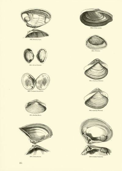 Side fra The Pictorial Museum of Animated Nature af English School