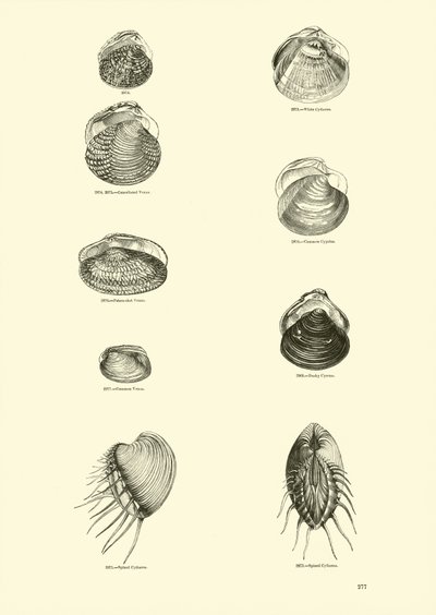 Side fra The Pictorial Museum of Animated Nature af English School