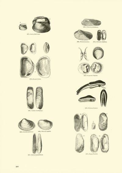 Side fra The Pictorial Museum of Animated Nature af English School