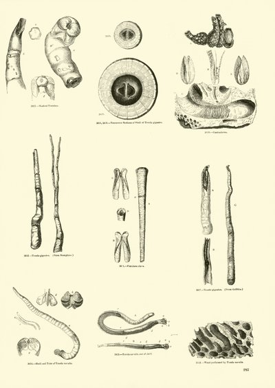 Side fra The Pictorial Museum of Animated Nature af English School