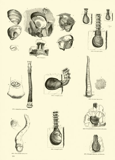 Side fra The Pictorial Museum of Animated Nature af English School