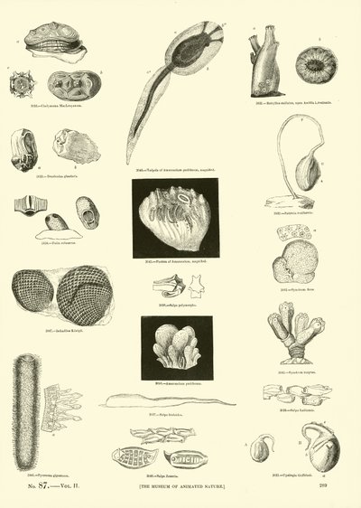 Side fra The Pictorial Museum of Animated Nature af English School