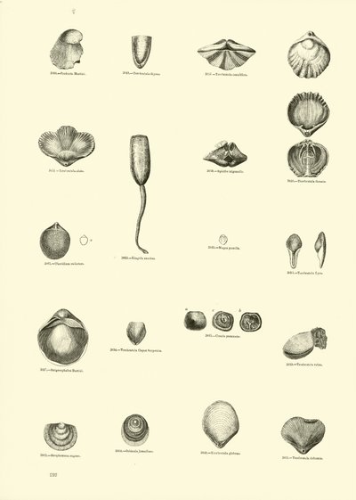 Side fra The Pictorial Museum of Animated Nature af English School